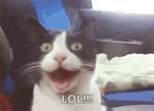 Lol Cat GIF - Lol Cat Meow GIFs