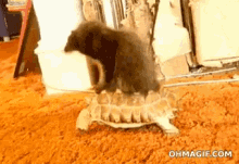 Turtle Cat GIF - Turtle Cat Piggyback Ride GIFs