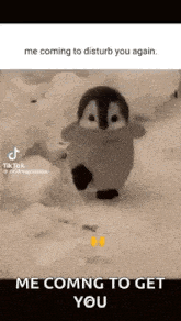 a baby penguin is walking in the snow and says `` me coming to disturb you again . me coming to get you '' .