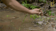 touching primal survivor snail hunting for food picking