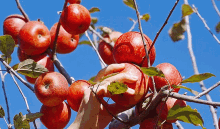 Apples Fruits GIF - Apples Fruits Apple Picking GIFs