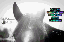 Save A Forgotten Equine Safe GIF - Save A Forgotten Equine Safe New Year GIFs