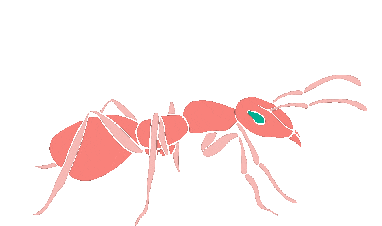 蚂蚁 Sticker - 蚂蚁 Stickers