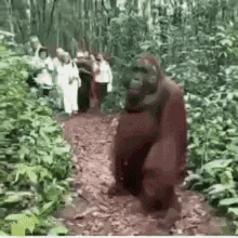Ape Running GIF - Ape Running Monkey GIFs