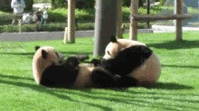 a couple of panda bears laying on top of each other on the grass .