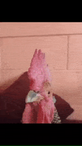a close up of a pink rooster 's head with a blue bow tie .