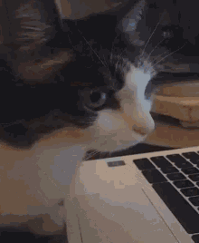 Cute Cat GIF - Cute Cat Watching GIFs