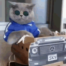 Cat Rider GIF - Cat Rider Car GIFs