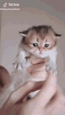 Mishachu Mishasquish GIF - Mishachu Mishasquish Cat Squish GIFs