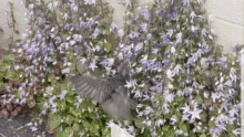 Fledgling Bird GIF - Fledgling Bird GIFs