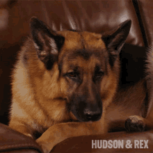Sleepy Dog Rex GIF - Sleepy Dog Rex Diesel Vom Burgimwald GIFs