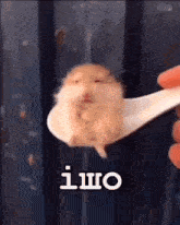 a person is holding a spoon with a hamster on it in their hand .