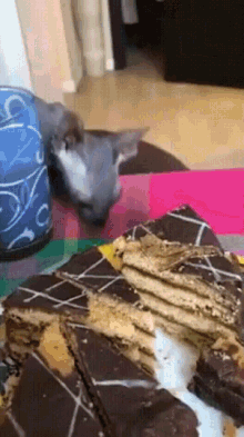 Cat Cake GIF - Cat Cake Cat Takes Cake GIFs