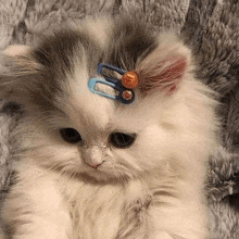 a small kitten with two hair clips in its hair .
