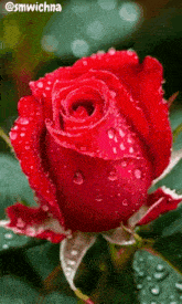 a close up of a red rose with water drops