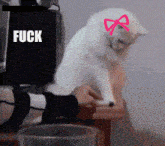 a white cat with a pink bow on its head is sitting on a stool with the word fuck above it
