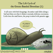 underdone animals comic web comic snail