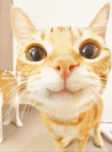 a close up of a cat 's face with tik tok written on the bottom right