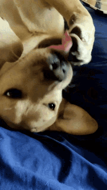Labrador Patmos GIF - Labrador Patmos Dog GIFs