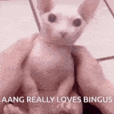 a hairless cat is being held in a person 's hands and says aang really loves bingus .