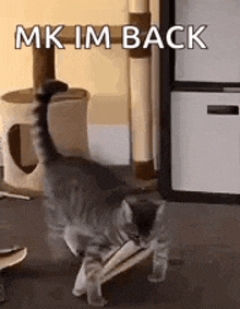 a cat is playing with a stick in front of a cat tree in a room .