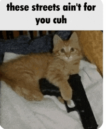 a cat holding a gun with the caption these streets ain t for you cuh