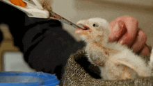 Feeding The Chick Kestrel GIF