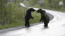 Bears Bears Fighting GIF