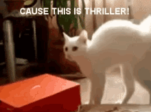 Thriller Cat GIF