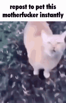 Cat Repost GIF - Cat Repost Fuckingkity GIFs
