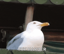 a white seagull with a yellow beak is sitting on a roof with the words try harder below it