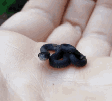 Mini Snake GIF - Mini Snake Small GIFs