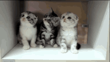 Kitty Friends GIF - Cats Kittens Cute GIFs