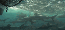 Shark Swim GIF - Shark Swim Family GIFs