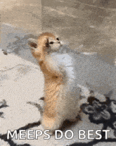 a kitten standing on its hind legs with the words meeps do best written below it .