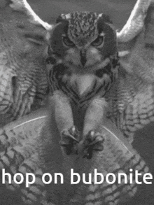 Owl Bubo GIF - Owl Bubo Filin GIFs
