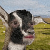 a goat with a red lip is standing in a field