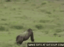 Gorilla Running GIF - Gorilla Running GIFs