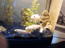 Fish Aquarium GIF - Fish Aquarium Swimming GIFs