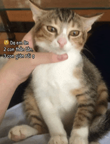 a cat is being petted by a person with a caption that says da em an 2 con than lan