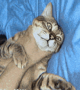 a cat is laying on its back on a blue blanket