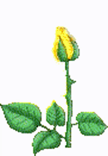 Tulip खिलतागुलाब GIF