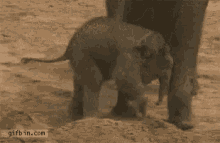 Elephant Waiting GIF - Elephant Waiting Patiently GIFs
