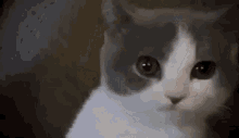 Kkoongie Confused Cat GIF - Kkoongie Confused Cat Kitten GIFs