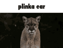 Plinka Ear GIF - Plinka Ear Floppa GIFs