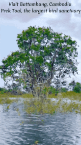 a tree in the middle of a body of water with the words visit battambang cambodia prek toal the largest bird sanctuary below it