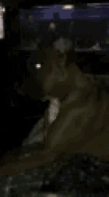 a blurred image of a cat sitting in front of a fish tank .