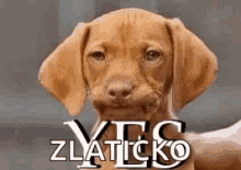 Funny Animals Yes GIF - Funny Animals Yes Dog GIFs