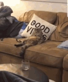Needy Cat GIF - Needy Cat What Are You Looking At GIFs