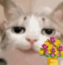 GIF